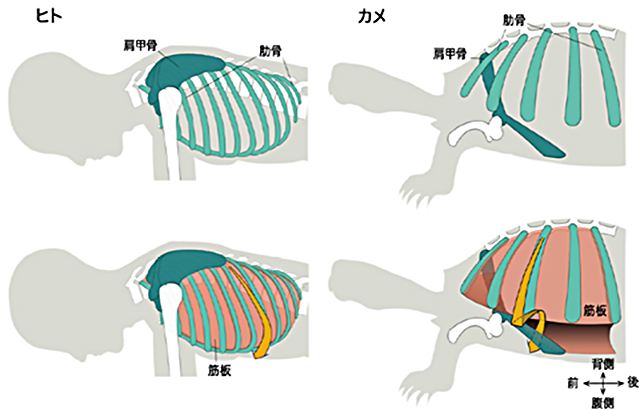 図1　ヒトとカメの骨格･筋の形態比較