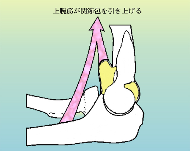 肘関節の関節包を上腕筋が引き上げる