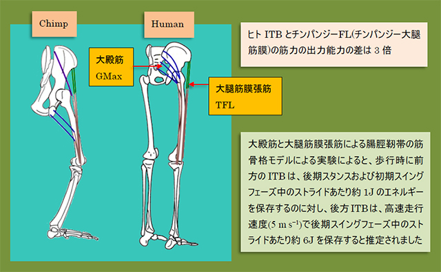 大殿筋と大腿筋膜張筋による腸脛靭帯の筋骨格モデル